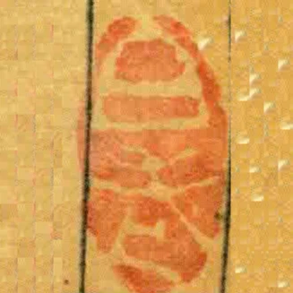 白老